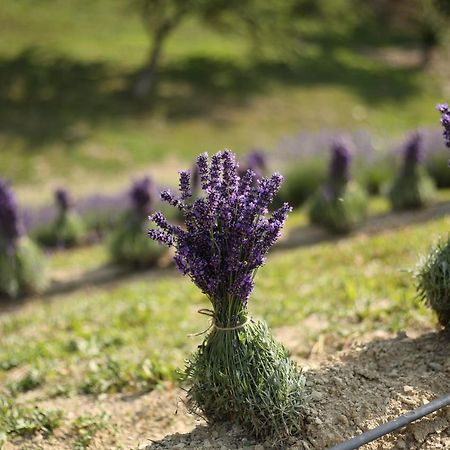 Lavender Valley Perekrestnoye Zewnętrze zdjęcie