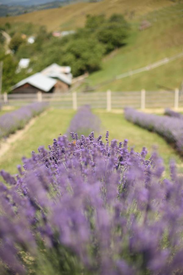 Lavender Valley Perekrestnoye Zewnętrze zdjęcie