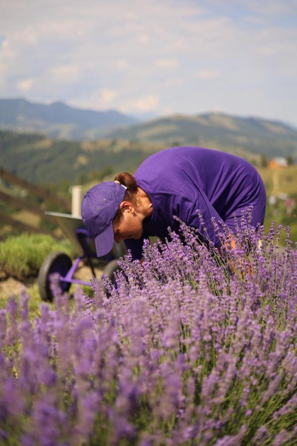 Lavender Valley Perekrestnoye Zewnętrze zdjęcie
